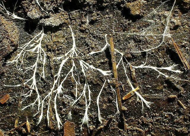 White hyphae branching across dark soil