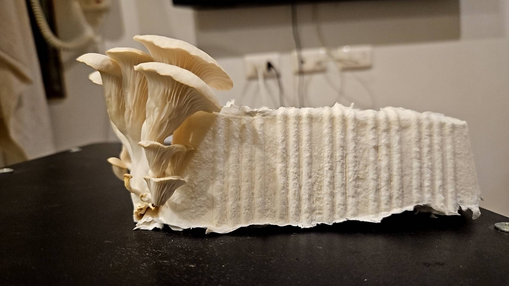 Mycelium growing through a molded composite block